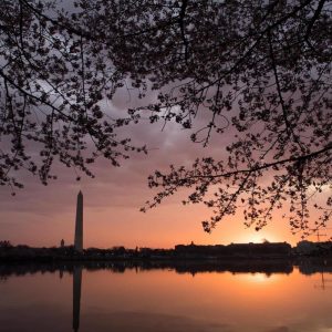 AFP Photo by Thành Phố Hoa Thịnh Đốn